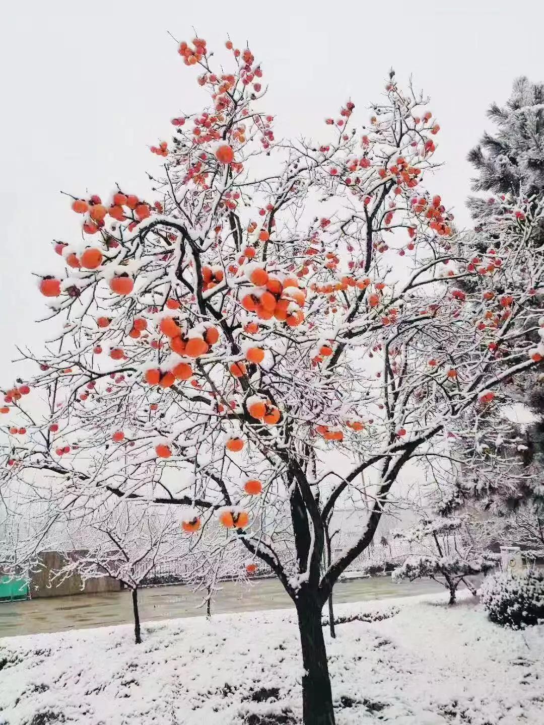 有一種堅守，叫風(fēng)雪無阻